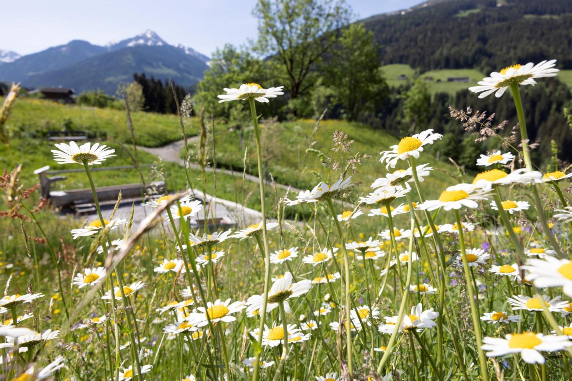 Alpbacherhof Mountain & Spa Resort エクステリア 写真